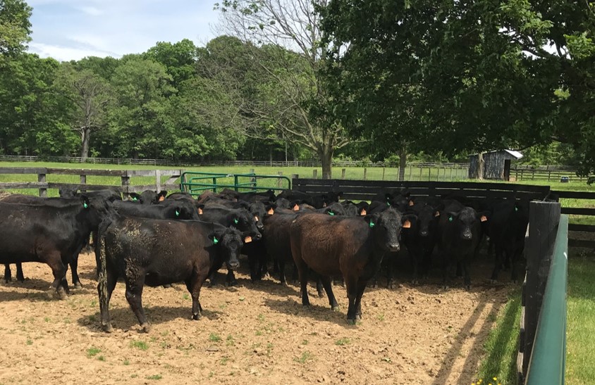 Heifers with their new mist® tags.